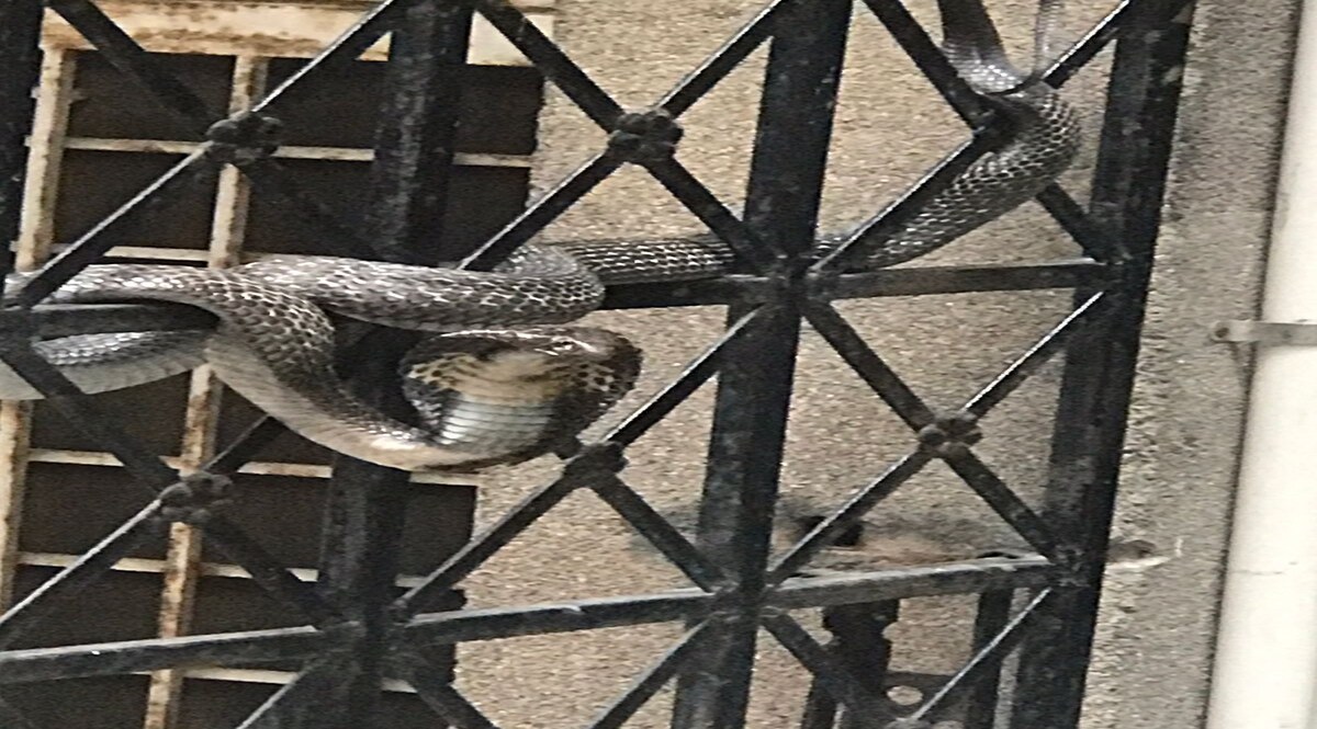 UP News: ग़ाज़ियाबाद की शिप्रा सनसिटी सोसाइटी में निकला कोबरा, ये मंजर देखकर खौफज़दा हुए 16 परिवार, देखिए VIDEO CrimeTak