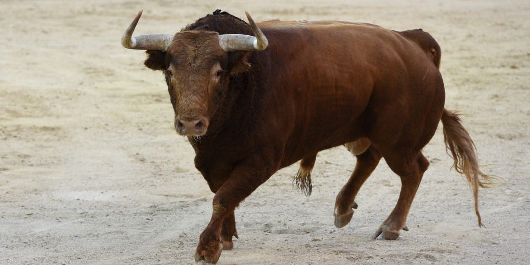 Noida Bull Attacked News: भाई को राखी बांधने जा रही मासूम की सांड के हमले में मौत