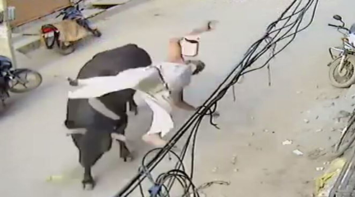 Haryana News: फरीदाबाद में बुजुर्ग को सांड ने उठाकर पटक दिया, हालत गंभीर, CCTV में कैद घटना CrimeTak