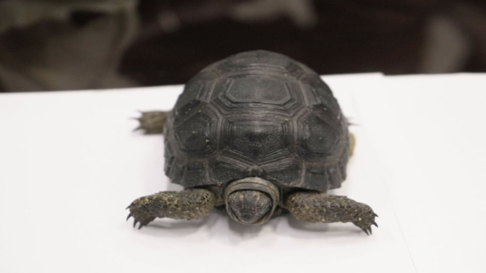 Chennai News: एयरपोर्ट पर बैग में मिले दुर्लभ प्रजाति के सांप, बंदर और कछुए, देखिए तस्वीरें Chennai News: एयरपोर्ट पर बैग में मिले दुर्लभ प्रजाति के सांप, बंदर और कछुए, देखिए तस्वीरें