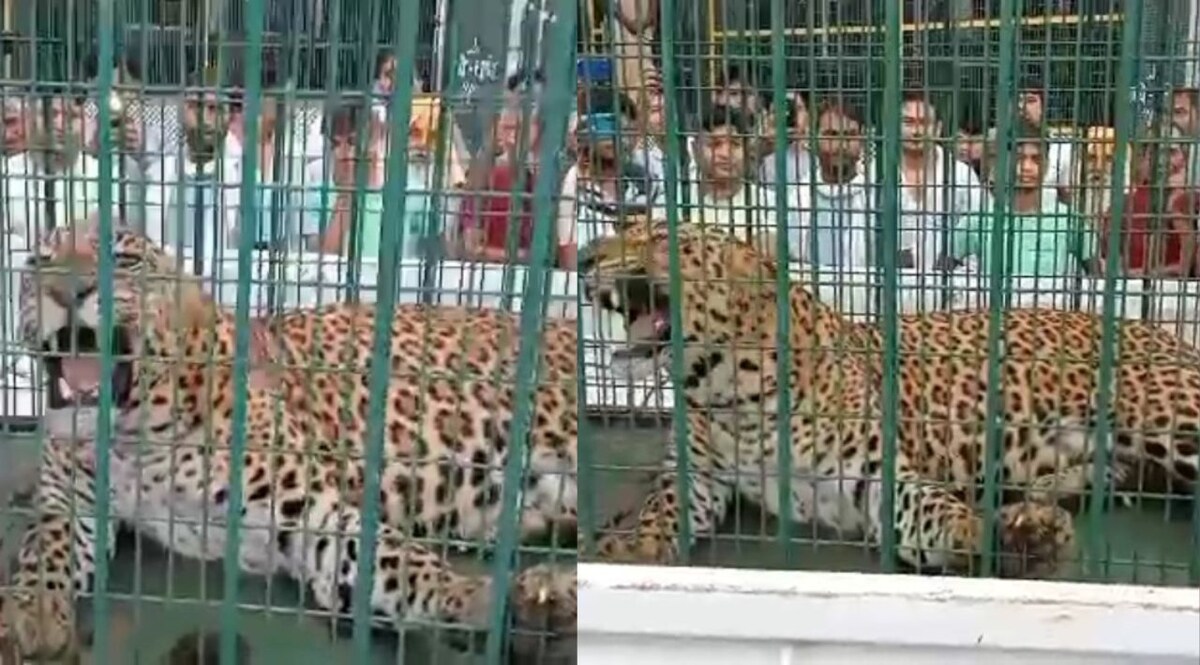 Haryana News: 9 दिन बाद पिंजरे में कैद हुआ तेंदुआ, लोगों ने ली राहत की सांस CrimeTak