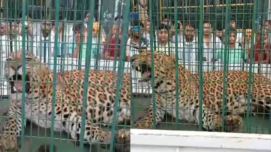 Haryana News: 9 दिन बाद पिंजरे में कैद हुआ तेंदुआ, लोगों ने ली राहत की सांस Haryana News: 9 दिन बाद पिंजरे में कैद हुआ तेंदुआ, लोगों ने ली राहत की सांस