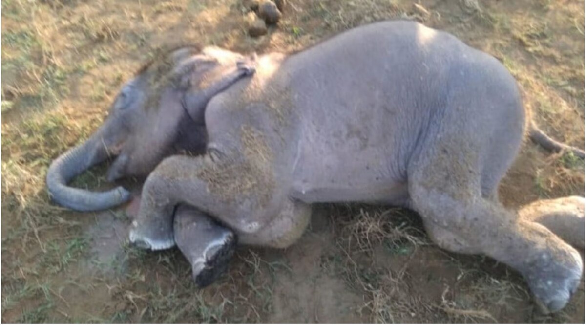 छत्तीसगढ़: जंगल में मिला हथिनी का शव, हत्या के आरोप में 13 पकड़े गये CrimeTak