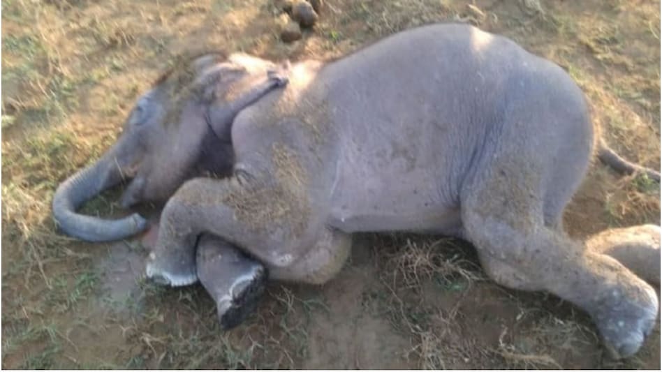 छत्तीसगढ़: जंगल में मिला हथिनी का शव, हत्या के आरोप में 13 पकड़े गये छत्तीसगढ़: जंगल में मिला हथिनी का शव, हत्या के आरोप में 13 पकड़े गये