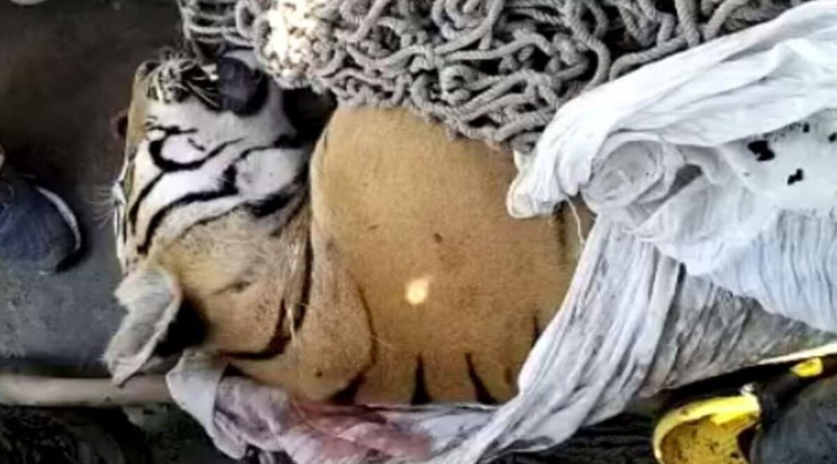 Bihar News: आदमखोर बाघ के शव पर हमला करने वाले 1000 लोगों पर एफआईआर दर्ज CrimeTak