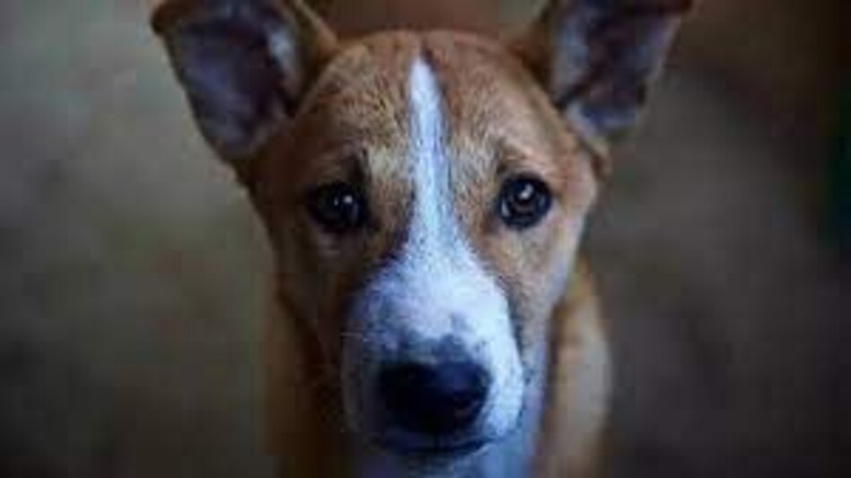 Mumbai Crime: मुंबई के मॉल में कुत्ते से रेप, फूड डिलिवरी बॉय गिरफ्तार Mumbai Crime: मुंबई के मॉल में कुत्ते से रेप, फूड डिलिवरी बॉय गिरफ्तार