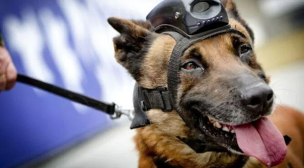 Karnatak Police ने महज 24 घंटे में सुलझा दी मर्डर मिस्ट्री, हीरो बन गया K-9 यूनिट का 'रैंबो' CrimeTak