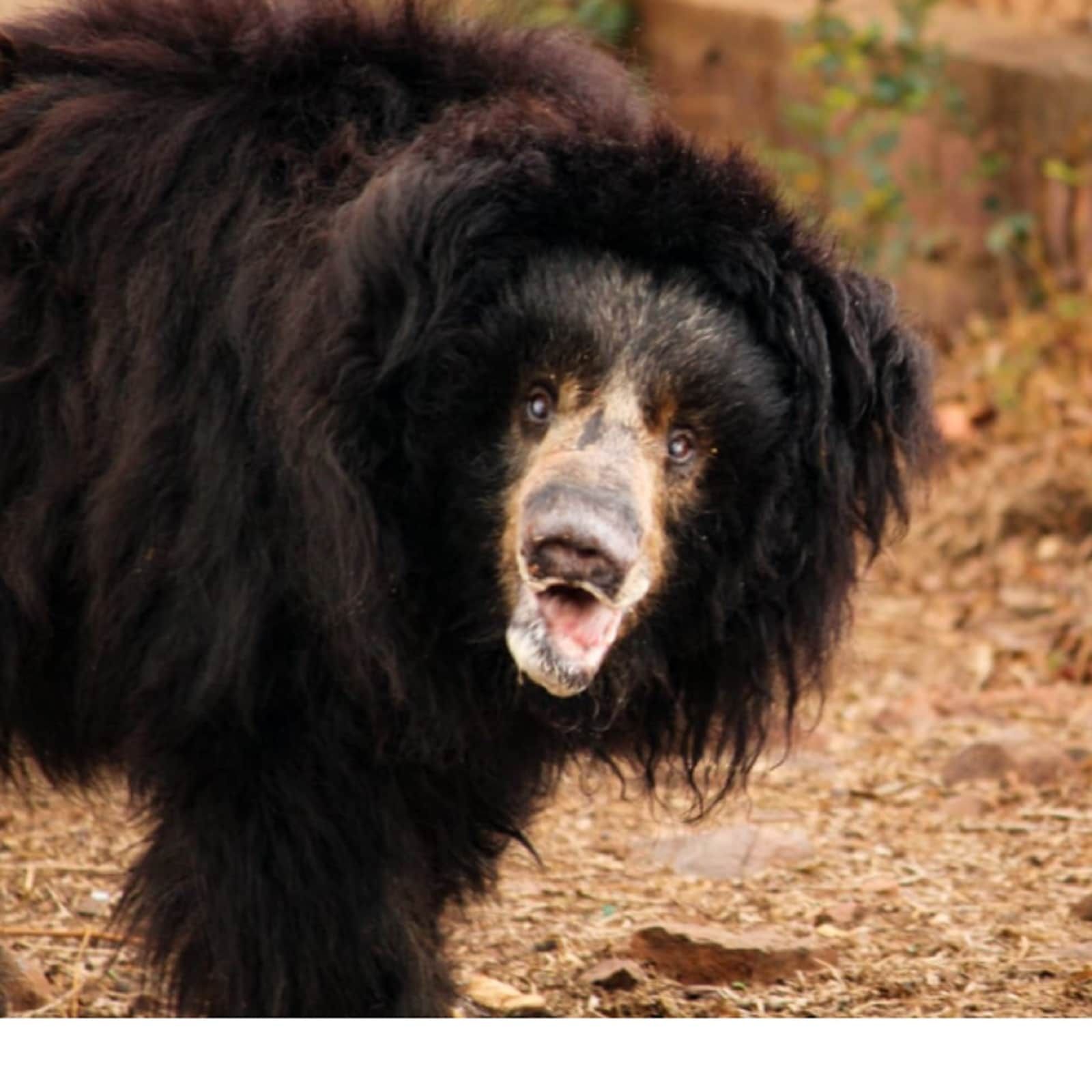 Bear attack: काले भालू ने अचानक किया बाइक सवार पर हमला, बुरी तरह नोंच डाला, वीडियो वायरल Bear attack: काले भालू ने अचानक किया बाइक सवार पर हमला, बुरी तरह नोंच डाला, वीडियो वायरल