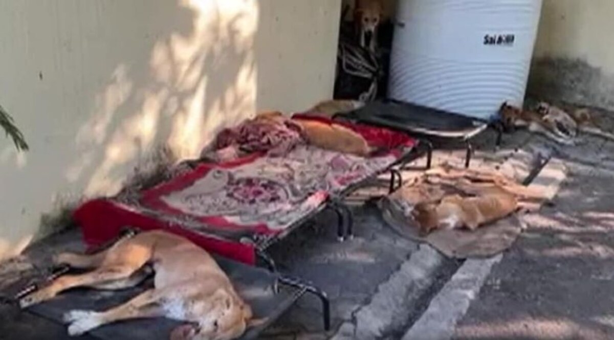 अकोला में आवारा कुत्तों का सीरियल किलर, अब तक 30 कुत्तों को दे चुका है ज़हर, 24 की मौत CrimeTak