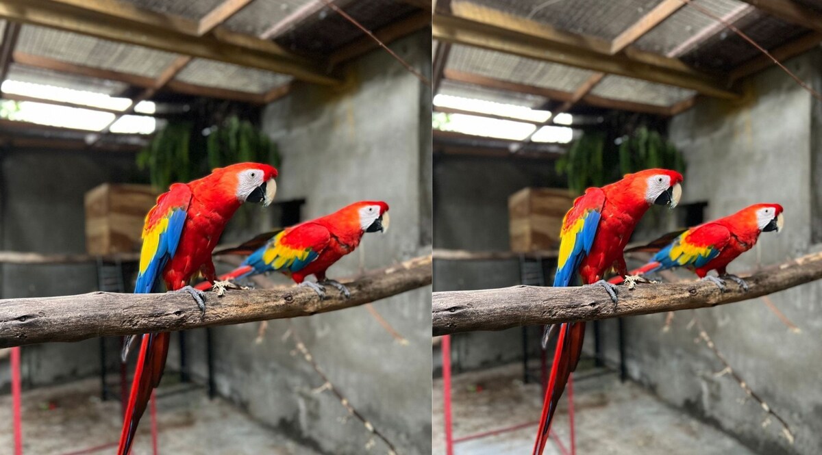 Gujarat News: 15 लाख के बेशकीमती तोतों का जोड़ा ले उड़े चोर, जांच में जुटी पुलिस CrimeTak