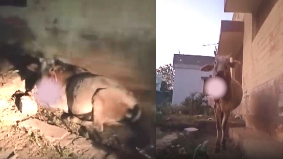 UP Crime: यूपी के बांदा में बेजुबान गाय के मुंह में फोड़ा बम, गाय की मौत UP Crime: यूपी के बांदा में बेजुबान गाय के मुंह में फोड़ा बम, गाय की मौत