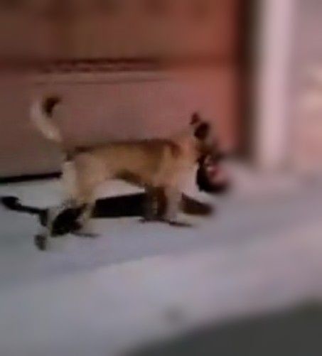 इस देश में कुत्ते लेकर सड़क पर दौड़ रहे हैं इंसानों के कटे हुए सर, इस वजह से है पूरी दुनिया हैरान इस देश में कुत्ते लेकर सड़क पर दौड़ रहे हैं इंसानों के कटे हुए सर, इस वजह से है पूरी दुनिया हैरान