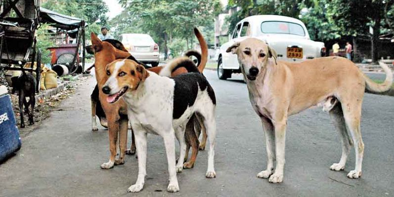 आवारा कुत्तों के हमले से मासूम की हालत गंभीर CrimeTak