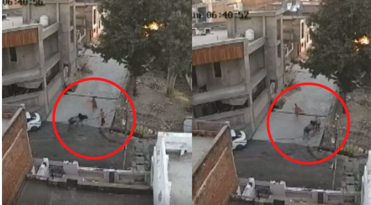 Rajasthan News: सांड के हमले में बुजुर्ग की मौत, चेहरे पर सींग आर-पार हो गया, सामने आया VIDEO CrimeTak
