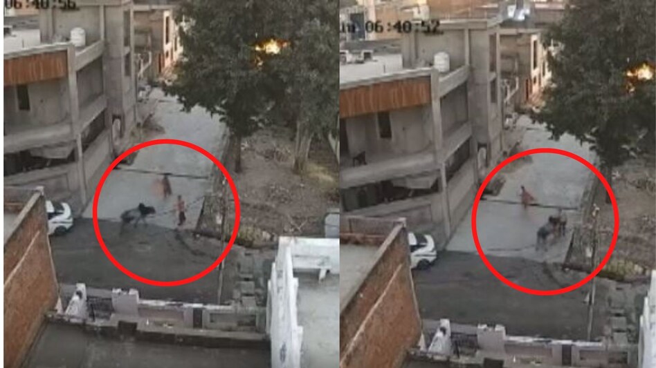 Rajasthan News: सांड के हमले में बुजुर्ग की मौत, चेहरे पर सींग आर-पार हो गया, सामने आया VIDEO Rajasthan News: सांड के हमले में बुजुर्ग की मौत, चेहरे पर सींग आर-पार हो गया, सामने आया VIDEO