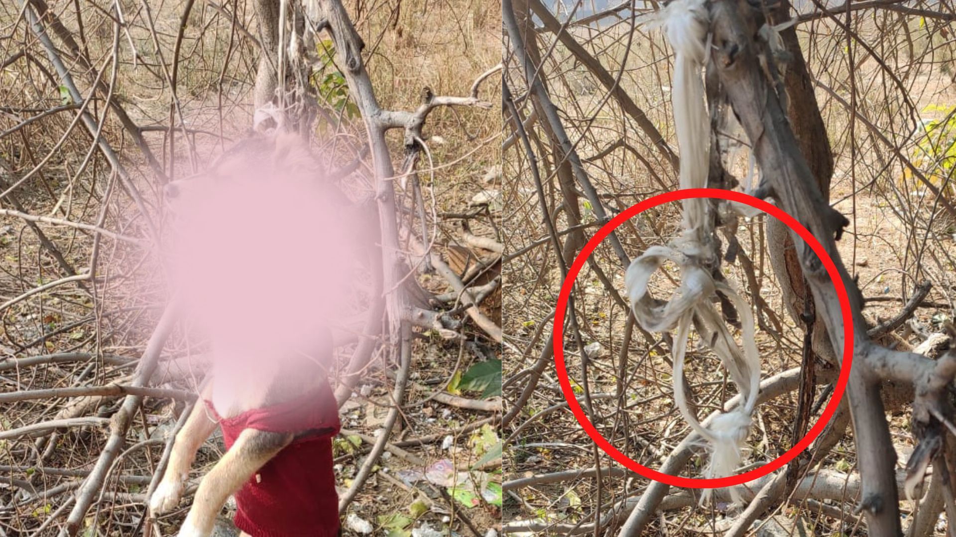 Delhi Crime: दिल्ली में कुत्तों से दरिंदगी, कुत्ते को मारकर पेड़ से लटका दिया