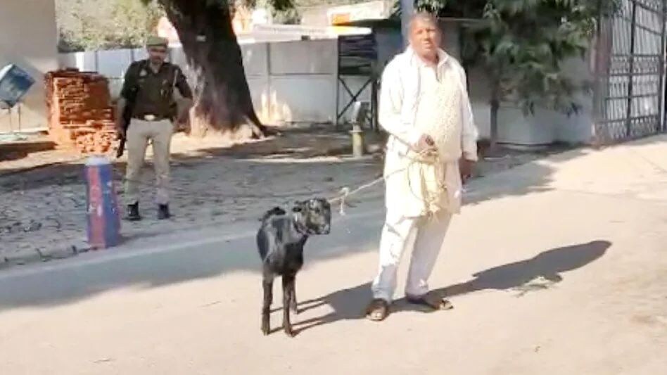 Bareilly News: ...जब काला बकरा लेकर एसएसपी ऑफिस पहुंचा Bareilly News: ...जब काला बकरा लेकर एसएसपी ऑफिस पहुंचा