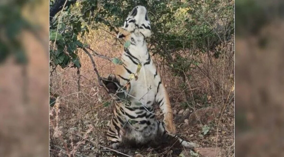 MP: मध्य प्रदेश के जंगलों में बाघ क्यों मर रहे हैं ! जंगल में फंदे से लटका मिला बाघ CrimeTak