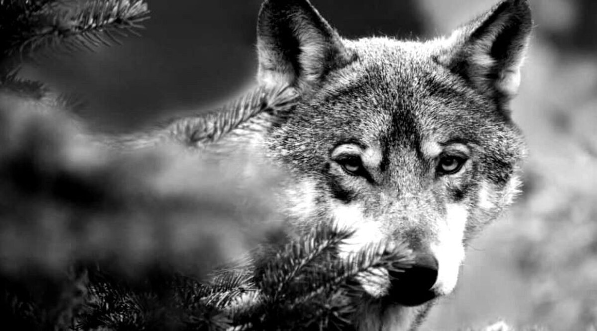 UP News: सुल्तानपुर में जंगली भेड़िये ने डेढ़ साल की बच्ची को मार डाला, गांव में दहशत CrimeTak