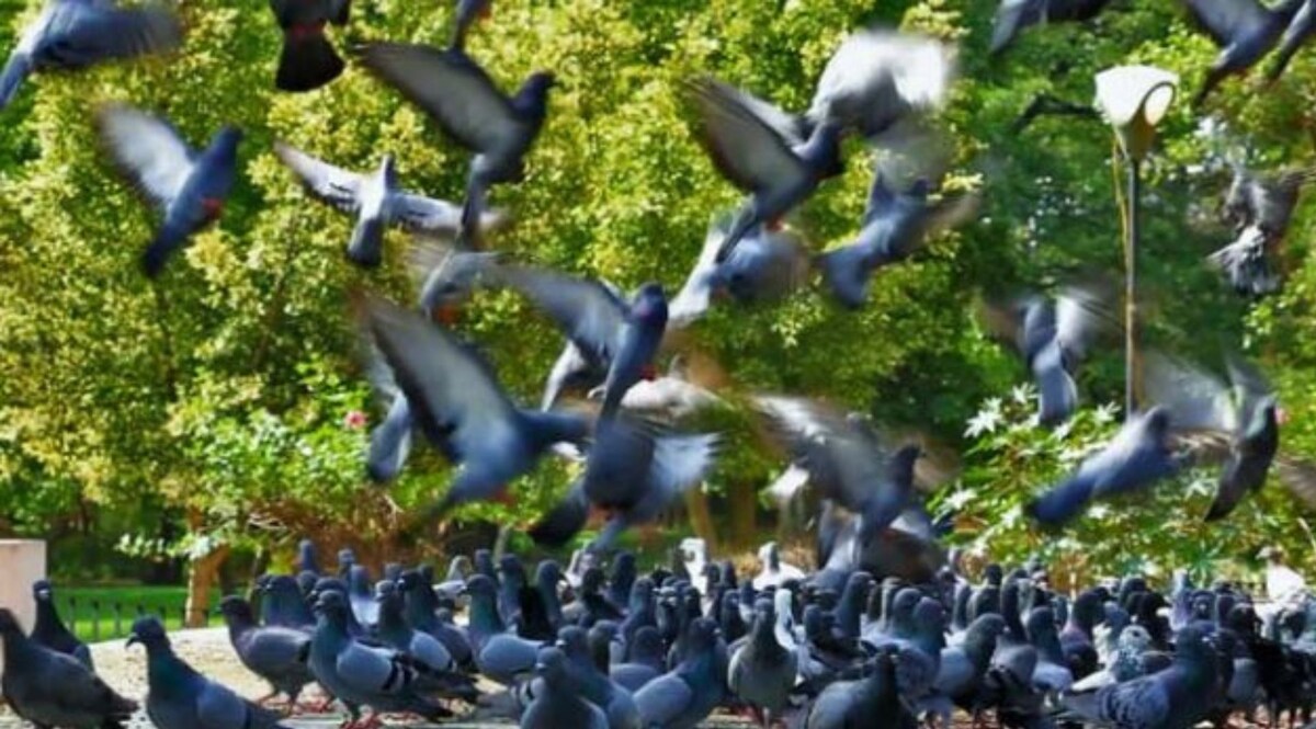 UP Crime: बिल्ली की रंजिश में 30 कबूतरों की हत्या, तीन के खिलाफ केस दर्ज CrimeTak