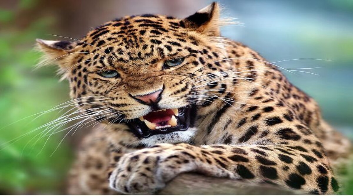 Leopard in Noida: इंसानी बस्ती में तेंदुआ होने की बात होने लगी वायरल, शुरू हो गई तलाशी CrimeTak