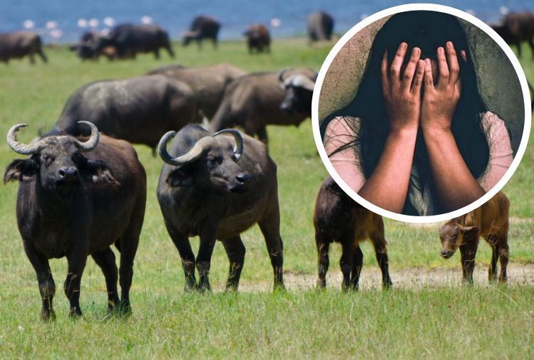 Rajasthan Crime: भैंस चराने गई लड़की का 2 महीने तक किया रेप, वीडियो बनाया और भाग गया विदेश Rajasthan Crime: भैंस चराने गई लड़की का 2 महीने तक किया रेप, वीडियो बनाया और भाग गया विदेश