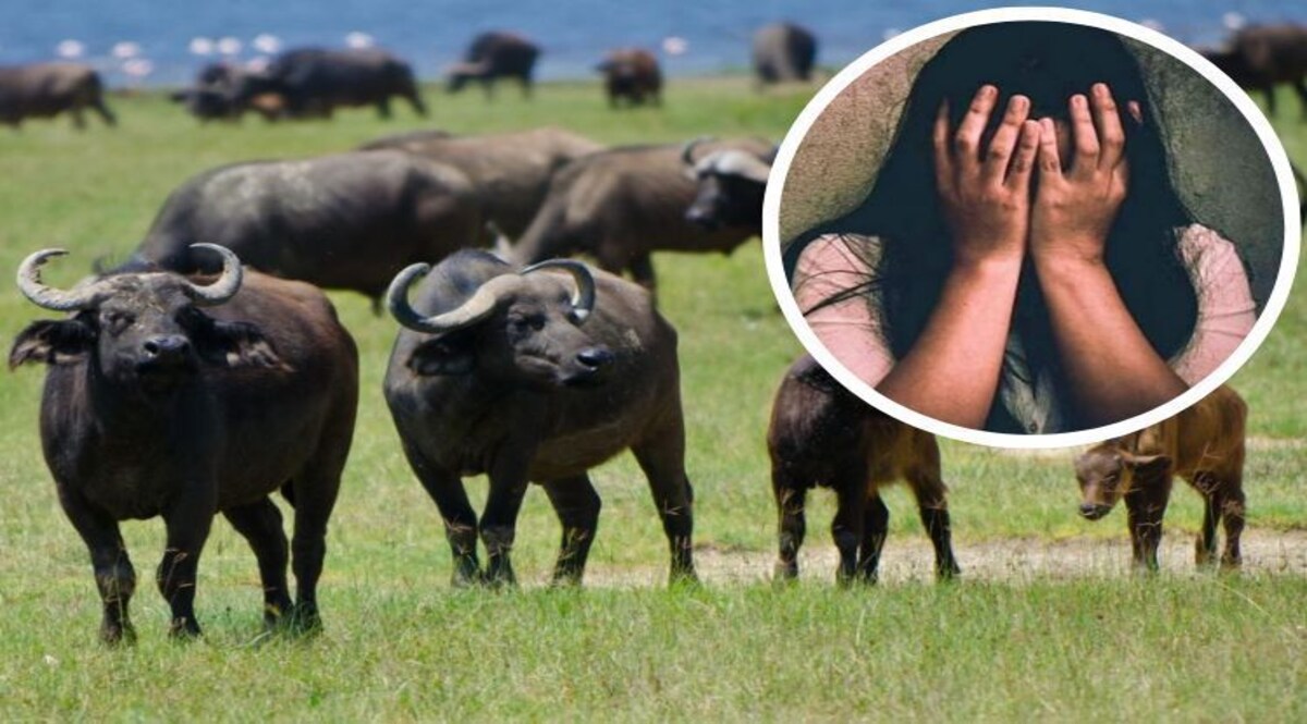 Rajasthan Crime: भैंस चराने गई लड़की का 2 महीने तक किया रेप, वीडियो बनाया और भाग गया विदेश CrimeTak