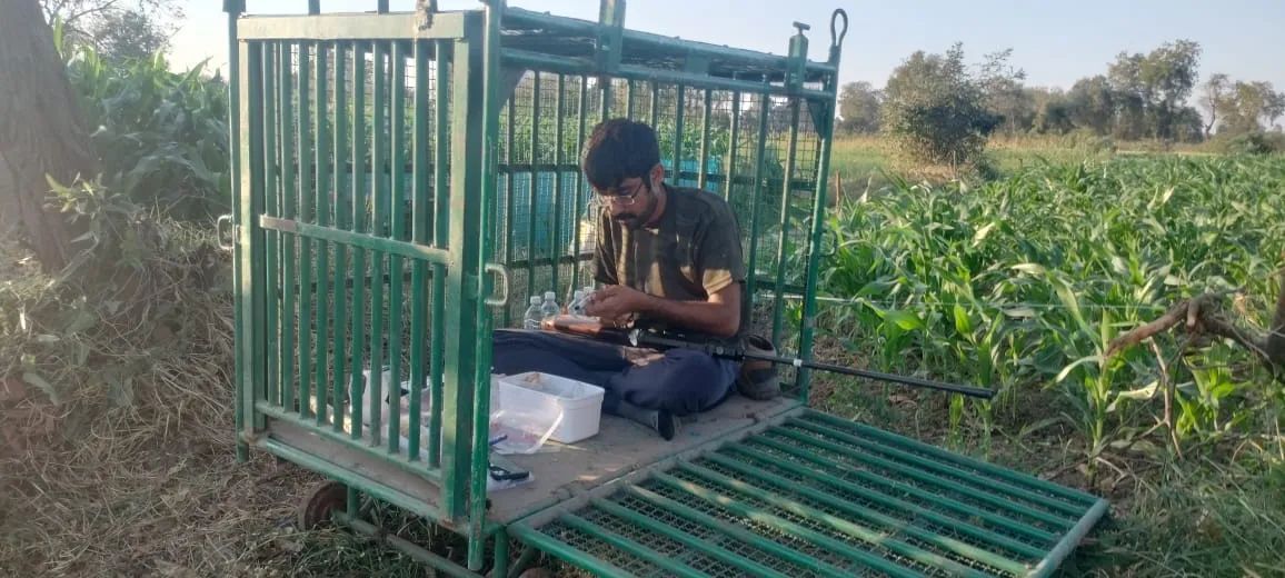 Udaipur News: पांच दिन में दो बच्चों को खा गया तेंदुआ, नरभक्षी तेंदुए को पकड़ने के लिए पिंजरे में बैठे शिकारी पकड़ में आया तेंदुआ