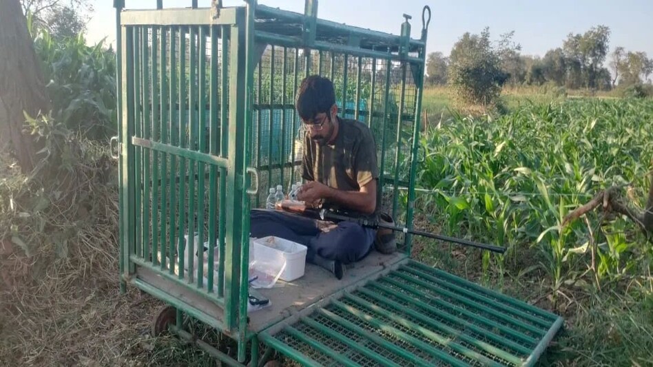 Udaipur News: पांच दिन में दो बच्चों को खा गया तेंदुआ, नरभक्षी तेंदुए को पकड़ने के लिए पिंजरे में बैठे शिकारी Udaipur News: पांच दिन में दो बच्चों को खा गया तेंदुआ, नरभक्षी तेंदुए को पकड़ने के लिए पिंजरे में ब...