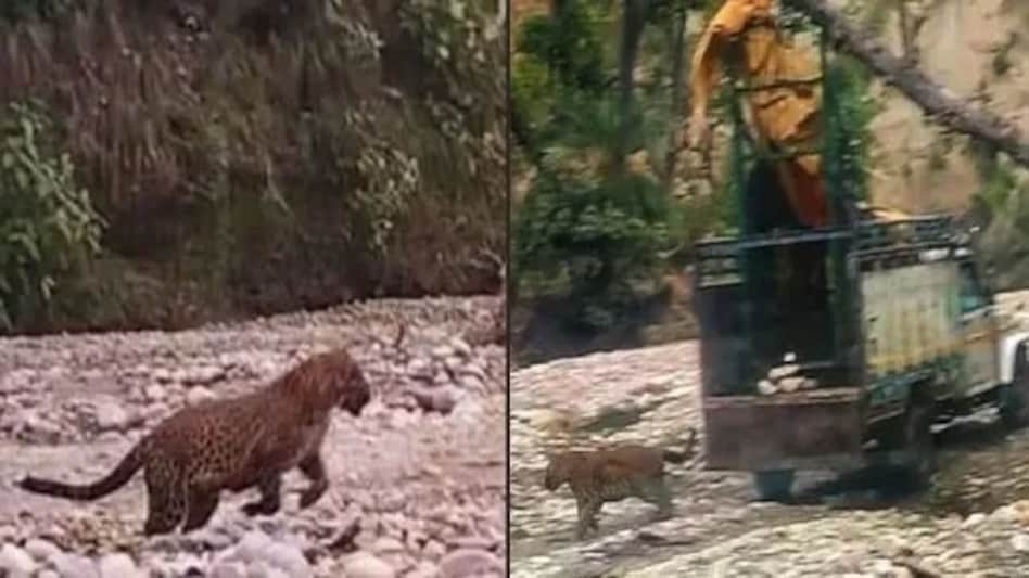 Leopard Attack in Ghaziabad: गाज़ियाबाद में एक बार फिर तेंदुए की 'पेशी', कचहरी से भाग खड़े हुए वकील, दहशत में बंद हुआ कोर्ट Leopard Attack in Ghaziabad: गाज़ियाबाद में एक बार फिर तेंदुए की 'पेशी', कचहरी से भाग खड़े हुए वकील...