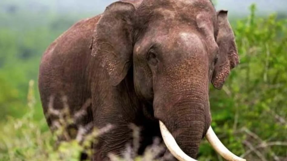 UP News: भड़के हाथी ने यज्ञ में आए तीन लोगों को रौंदा, तीनों की मौत UP News: भड़के हाथी ने यज्ञ में आए तीन लोगों को रौंदा, तीनों की मौत