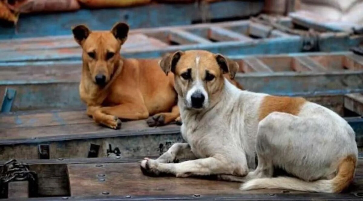 Rajasthan Crime: सिरोही में एक महीने के बच्चे को कुत्तों ने नोच डाला, मौत जांच में जुटी पुलिस