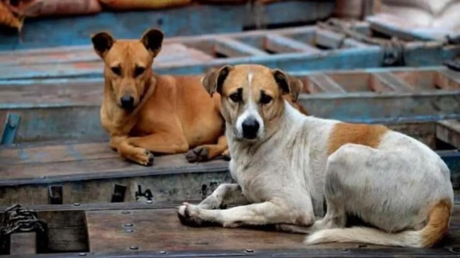 Rajasthan Crime: सिरोही में एक महीने के बच्चे को कुत्तों ने नोच डाला, मौत Rajasthan Crime: सिरोही में एक महीने के बच्चे को कुत्तों ने नोच डाला, मौत