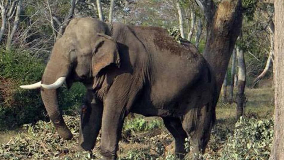 Rishikesh News: जंगली हाथी का तांडव, युवक को कुचलकर मार डाला Rishikesh News: जंगली हाथी का तांडव, युवक को कुचलकर मार डाला