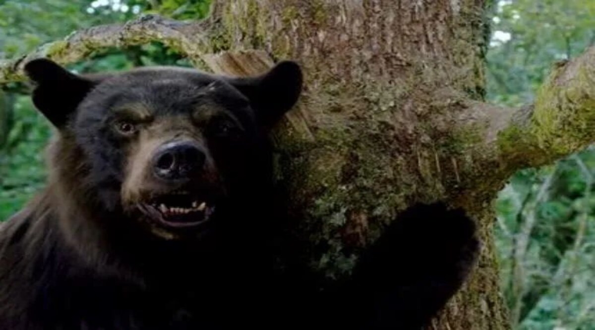 Pablo Esco Bear: एक जंगली भालू चट कर गया 165 करोड़ की कोकेन, फिर उसका हुआ ये अंजाम 'Cocaine Bear’ फिल्म कोकेन खाकर आदमखोर हुए एक भालू की कहानी सच्ची घटना पर है