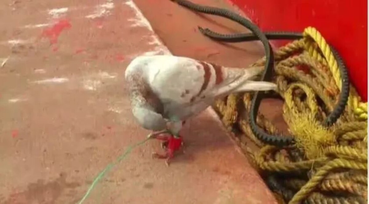 Odisha Crime: संदिग्ध जासूस कबूतर पकड़ा गया, पैर में लगा था कैमरा व माइक्रोचिप! जांच में जुटी पुलिस