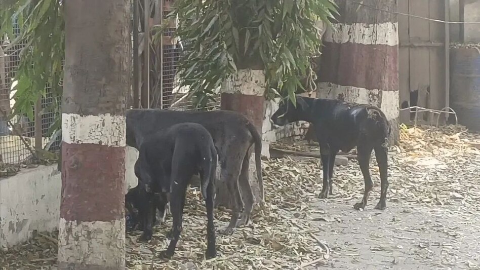 Mafia Atiq Dog Death: बाहुबली अतीक अहमद के दो विदेशी नस्ल के कुत्तों की मौत, बाकी कुत्तों की देखरेख करेगी निगम की टीम Mafia Atiq Dog Death: बाहुबली अतीक अहमद के दो विदेशी नस्ल के कुत्तों की मौत, बाकी कुत्तों की देखरेख...