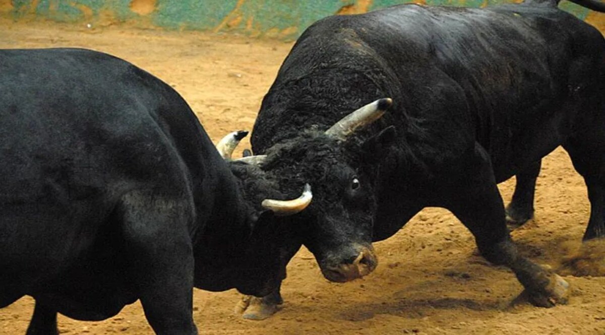 UP NEWS: आवारा सांडों की लड़ाई की चपेट में आकर बुजुर्ग की मौत Social Media