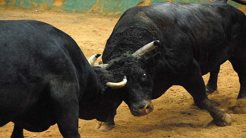 UP NEWS: आवारा सांडों की लड़ाई की चपेट में आकर बुजुर्ग की मौत UP NEWS: आवारा सांडों की लड़ाई की चपेट में आकर बुजुर्ग की मौत