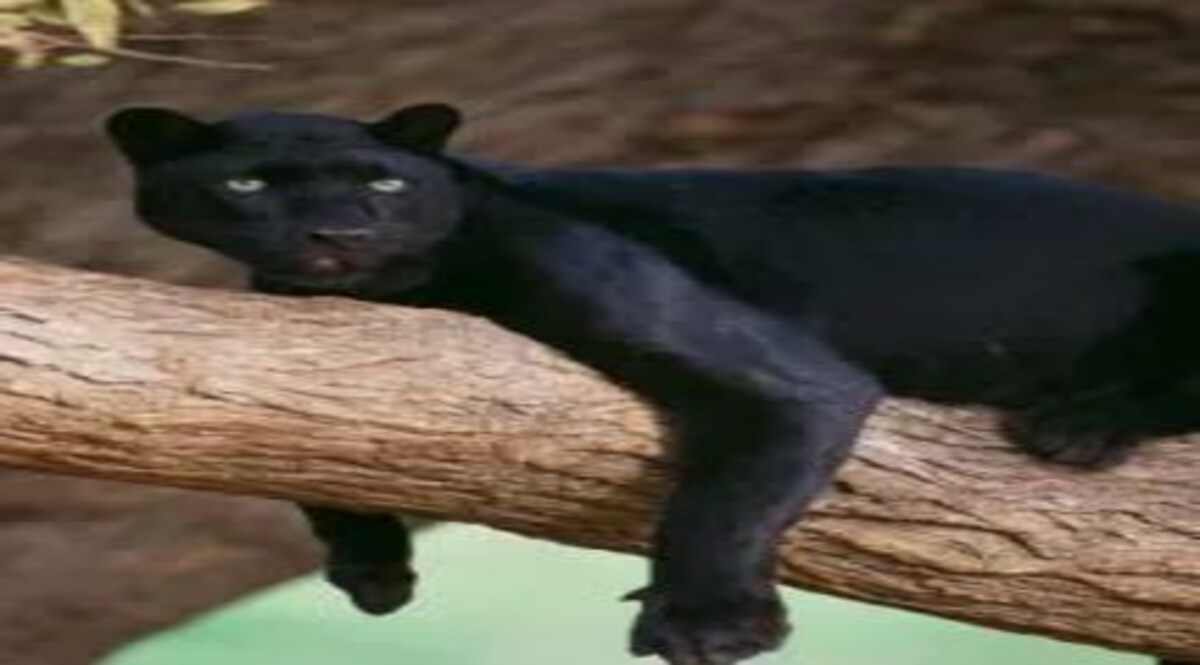 गोवा के एक गांव में ‘ब्लैक पैंथर’ को पकड़ा गया Black Panther