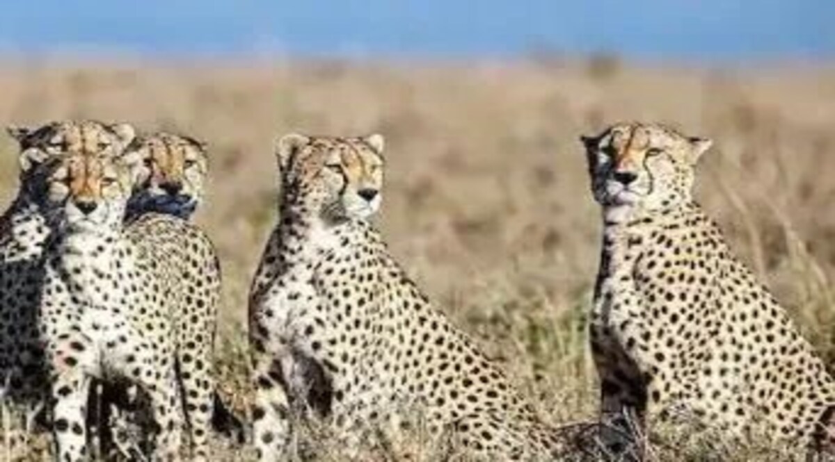 मप्र : कूनो राष्ट्रीय उद्यान के पास गांव में एक खेत में पहुंचा चीता, जंगल भेजने के प्रयास जारी सांकेतिक तस्वीर