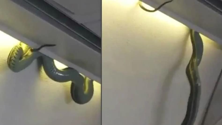 Snake In Flight: ग्यारह हजार फुट की ऊंचाई पर उड़ रहे विमान में पायलट को दिखा जहरीला कोबरा Snake In Flight: ग्यारह हजार फुट की ऊंचाई पर उड़ रहे विमान में पायलट को दिखा जहरीला कोबरा