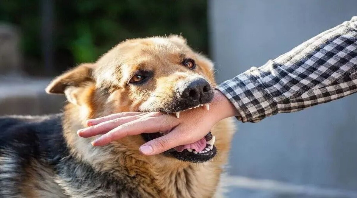 MP News: चुनावी प्रचार करने गए नेता पर कुत्ते ने किया जान लेवा हमला, हॉस्पिटल में हुए एड्मिट Social Media