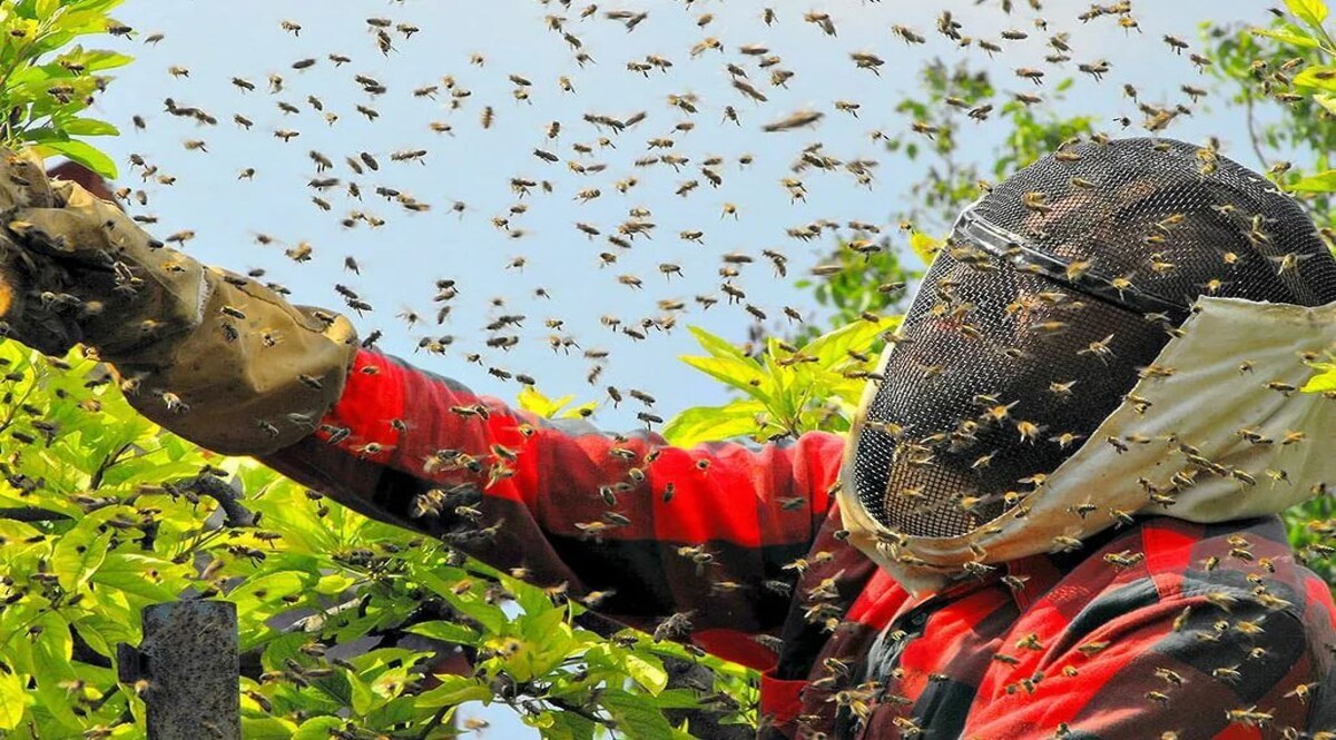 Mumbai Bee Attack: महादेव के दर्शन करने गए लोगों को मधुमक्खी ने किया हमला, 2 की मौत और 4 घायल Social Media