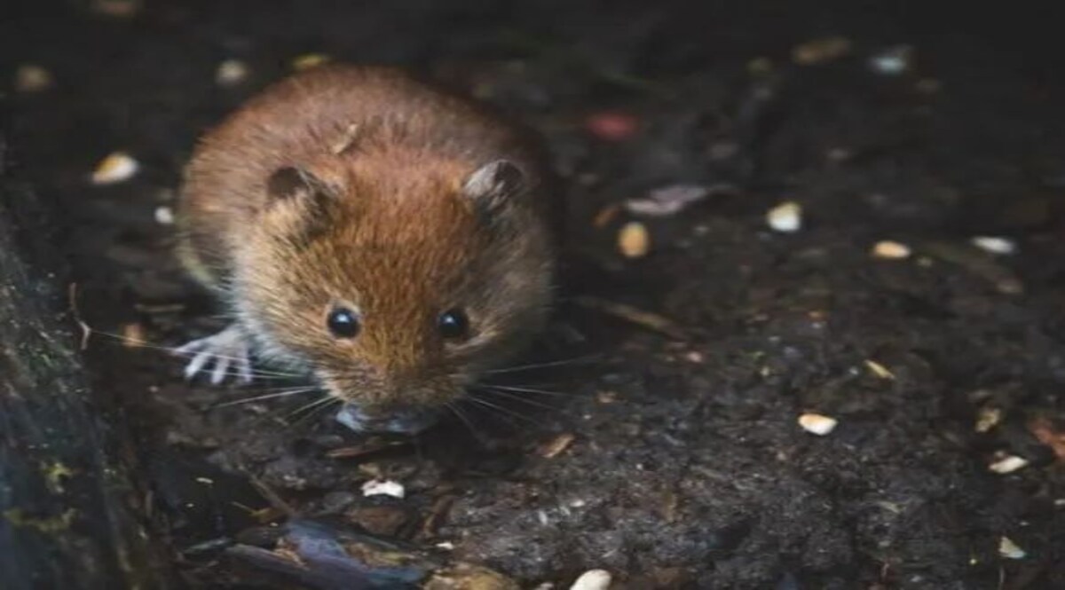 Rat Killing Case: एक चूहे के 'कत्ल' का मुकदमा, 30 पन्नों की चार्जशीट में दर्ज अनोखी दास्तां बदायूं में एक चूहे की हत्या और अदालत में दर्ज हुआ कत्ल का मुकदमा