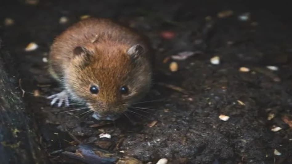 Rat Killing Case: एक चूहे के 'कत्ल' का मुकदमा, 30 पन्नों की चार्जशीट में दर्ज अनोखी दास्तां Rat Killing Case: एक चूहे के 'कत्ल' का मुकदमा, 30 पन्नों की चार्जशीट में दर्ज अनोखी दास्तां