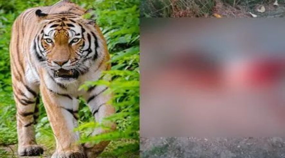 उत्तराखंड के पौड़ी के रिखणीखाल में बाघ ने एक और बुजुर्ग का किया शिकार Tiger hunted another old man in Rikhanikhal, Pauri, Uttarakhand