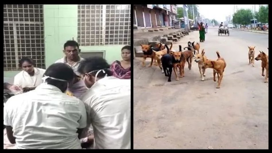 आंगन में खेल रही 18 महीने की मासूम बच्ची की आवारा कुत्तों ने ली जान आंगन में खेल रही 18 महीने की मासूम बच्ची की आवारा कुत्तों ने ली जान