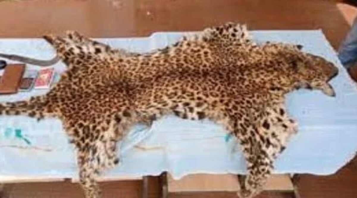 ओडिशा के कंधमाल में तेंदुए की खाल जब्त, दो गिरफ्तार Leopard skin seized
