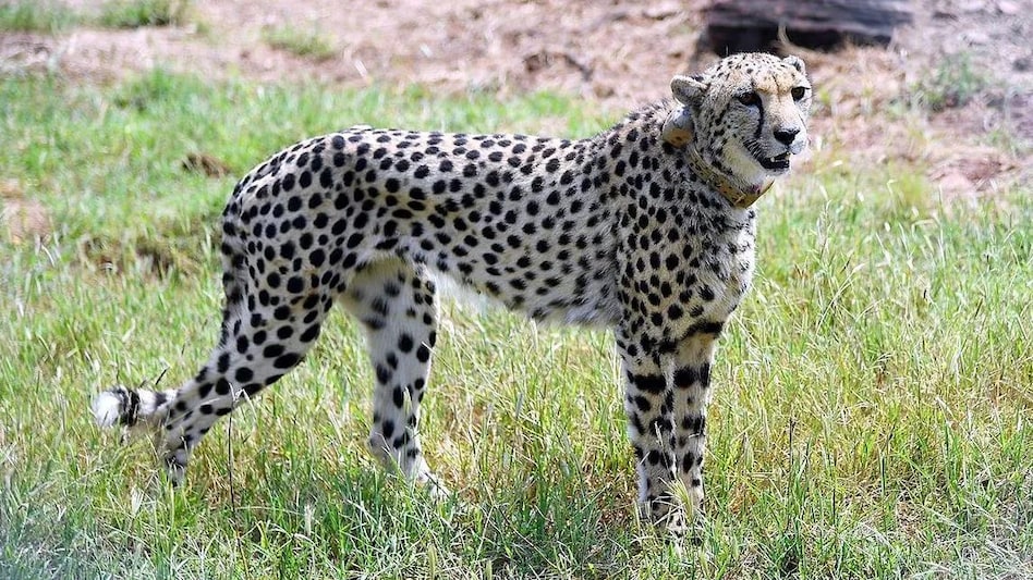 कूनो में तीसरे चीते की मौत, पीएम के कूनो प्रोजेक्ट को बड़ा झटका! कूनो में तीसरे चीते की मौत, पीएम के कूनो प्रोजेक्ट को बड़ा झटका!